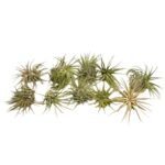 Tillandsia Ionantha Rubra 10 stuks
