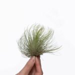 Tillandsia Andreana XL