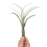 Tillandsia Balbisiana