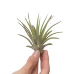 Tillandsia Brachycaulos var. Multiflora