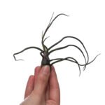 Tillandsia Bulbosa