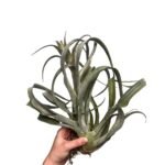 Tillandsia Coconut Grove