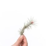 Tillandsia Funckiana Single