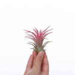 Tillandsia Ionantha Rood