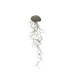 Jellyfish groen spaans mos
