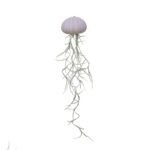 Jellyfish violet spaans mos