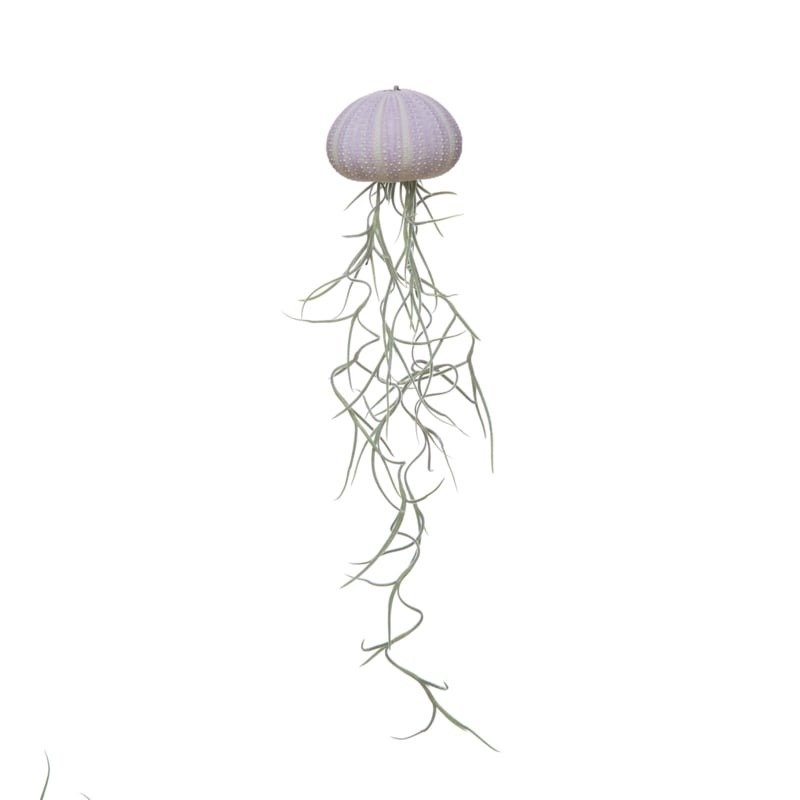Jellyfish violet spaans mos