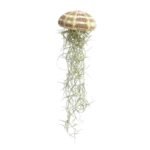 Jellyfish Airplant Spaans Mos Large