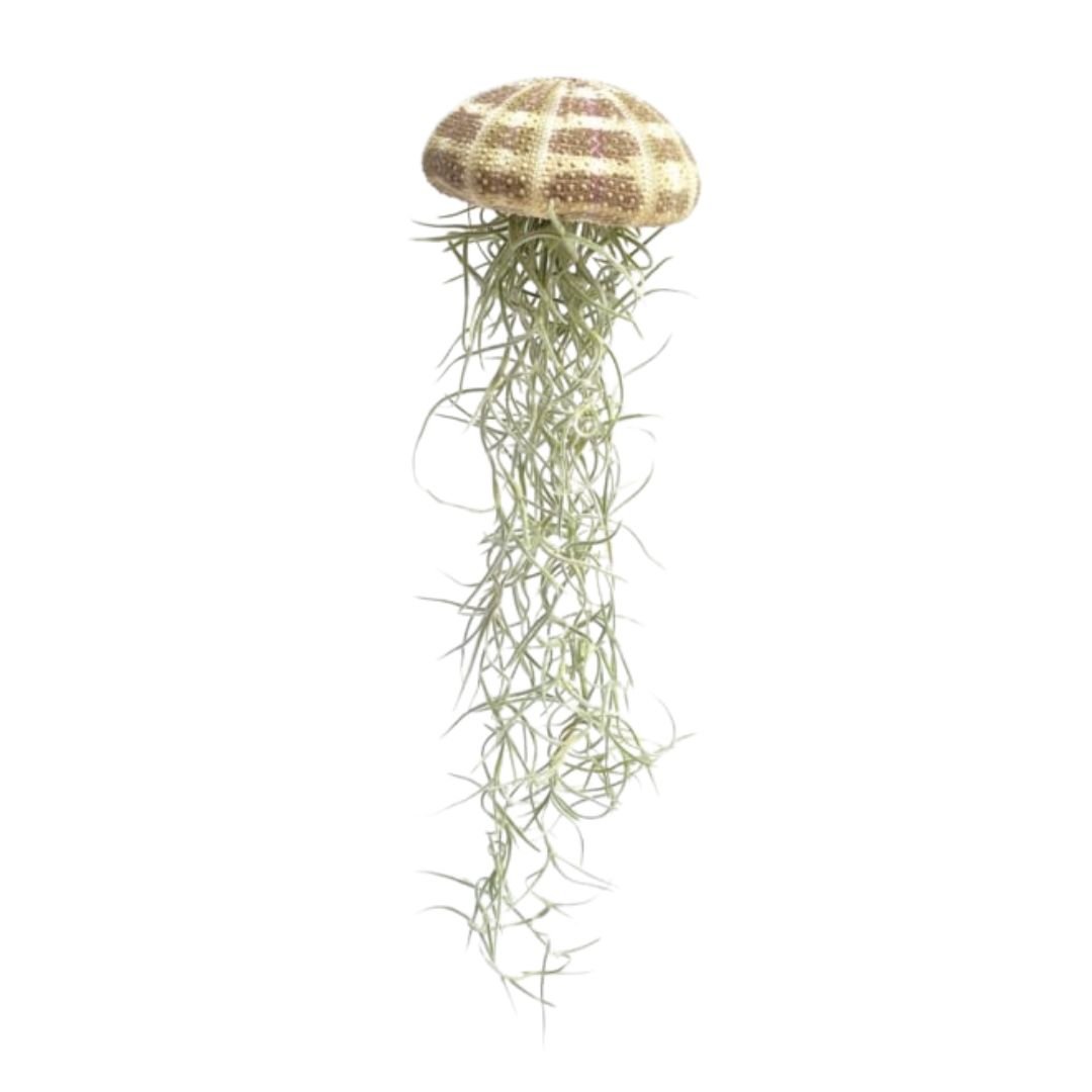 Jellyfish Airplant Spaans Mos Large