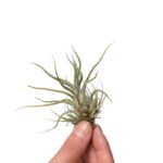 Tillandsia Pruinosa