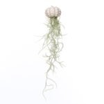 Jellyfish Spoetnik Spaans mos