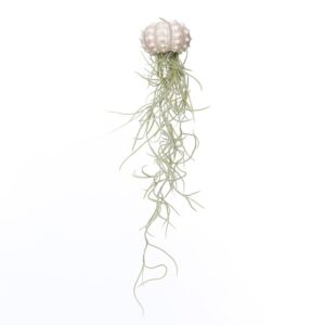 Jellyfish Spoetnik Spaans mos