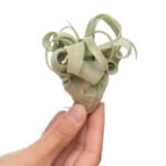 Tillandsia Streptophylla medium
