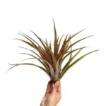 Tillandsia Capitata Orange XL