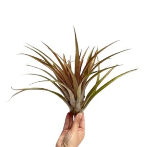 Tillandsia Capitata Orange XL