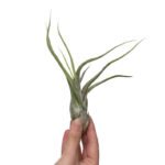 Tillandsia Caput Medusae