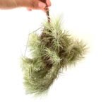 Tillandsia Funckiana Cluster