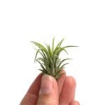 Tillandsia ionantha fuego