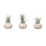 3x Spoetnik zee-egel met Tillandsia