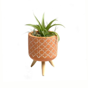 Cementpotje met plusjes patroon en Tillandsia
