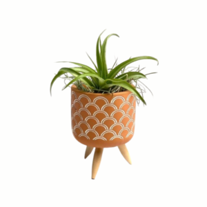 Cement pot with plus pattern and Tillandsia