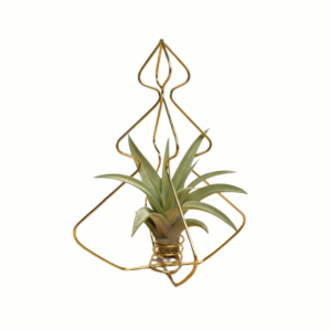 X-mas Tree Gold with Airplant