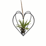 Schwarzes Metallherz mit Tillandsia Multiflora