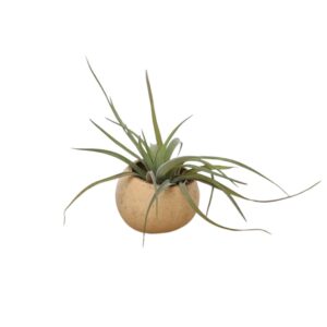 Bellcup with Tillandsia