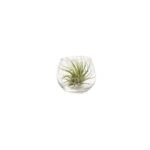 Kugelvase mit Tillandsia