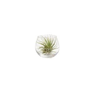 Bolvaasje met Tillandsia