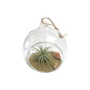 DIY: Beach Ball with Tillandsia