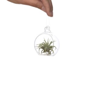 Glass ball 6cm with Tillandsia