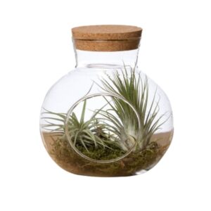 Large Cork Top Pot with 2 Airplants