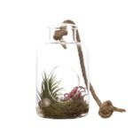 Hanging vase with airplants