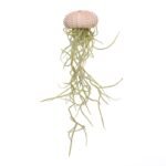 Roze jellyfish spaans mos