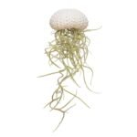 Wit Jellyfish Spaans mos