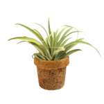 Kokodama Pot with Tillandsia Capitata XL