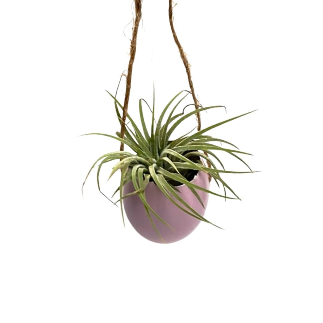 Lilac egg with rope and Ionantha