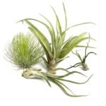 MIX: Andreana XL, Capitata Large, Bulbosa, Caput Medusae Large