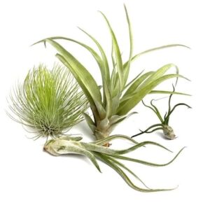 MIX: Andreana XL, Capitata Large, Bulbosa, Caput Medusae Large