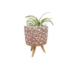 Pink cement pot on legs with Airplant