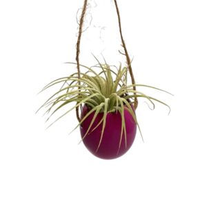 Rosa Ei mit Seil und Ionantha
