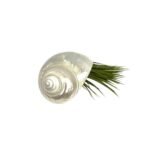 Shell (Mother of Pearl) with Tillandsia Ionantha XL