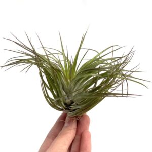 Tillandsia Stricta
