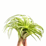 Tillandsia Capitata Red