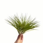 Tillandsia Merlin