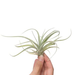 Tillandsia Pohliana