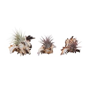 Trio Murex Shell with Airplants