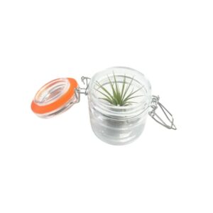Preserving jar with air plant
