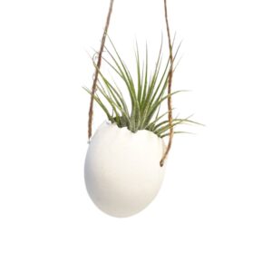 Weißes Ei mit Seil und Ionantha